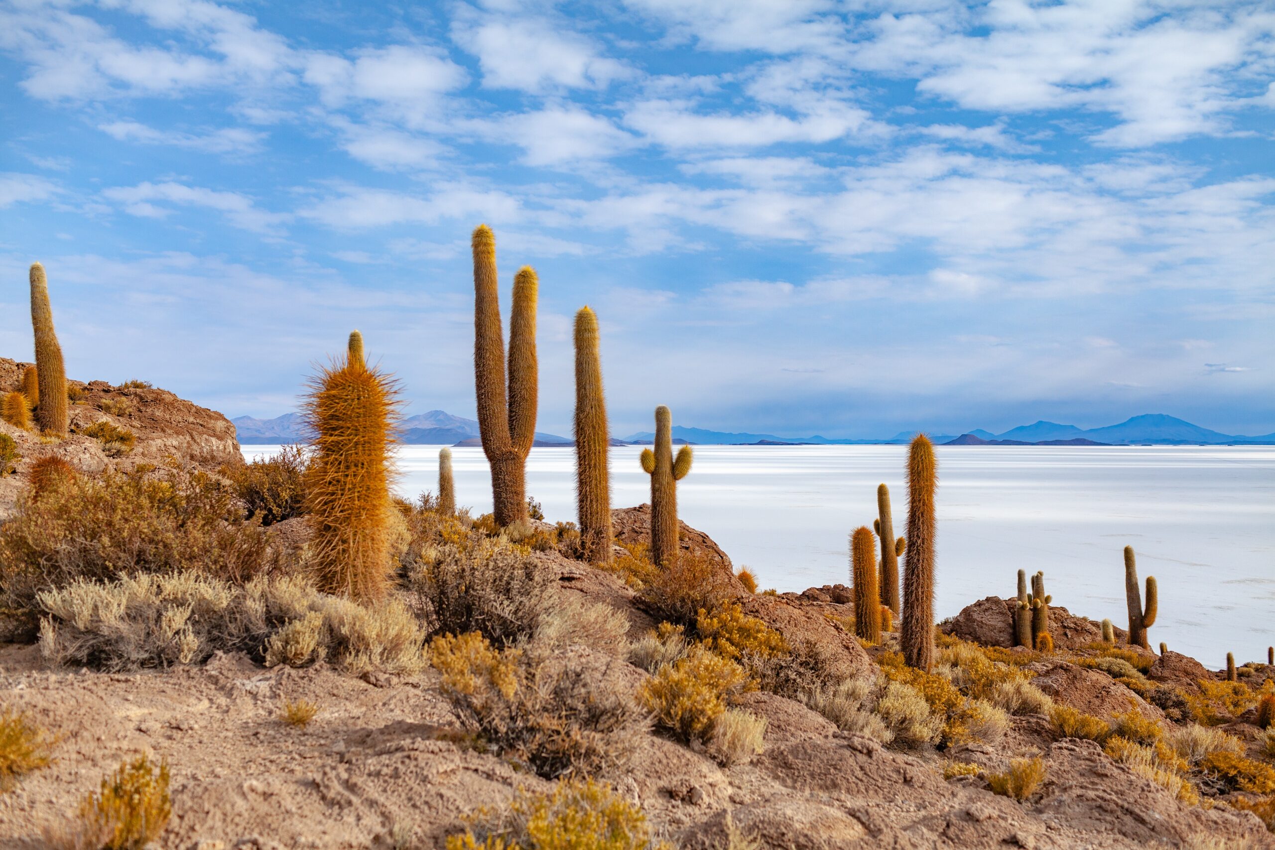 Salar d'Uyuni, île d’Incahuasi et ses cactus en Bolivie