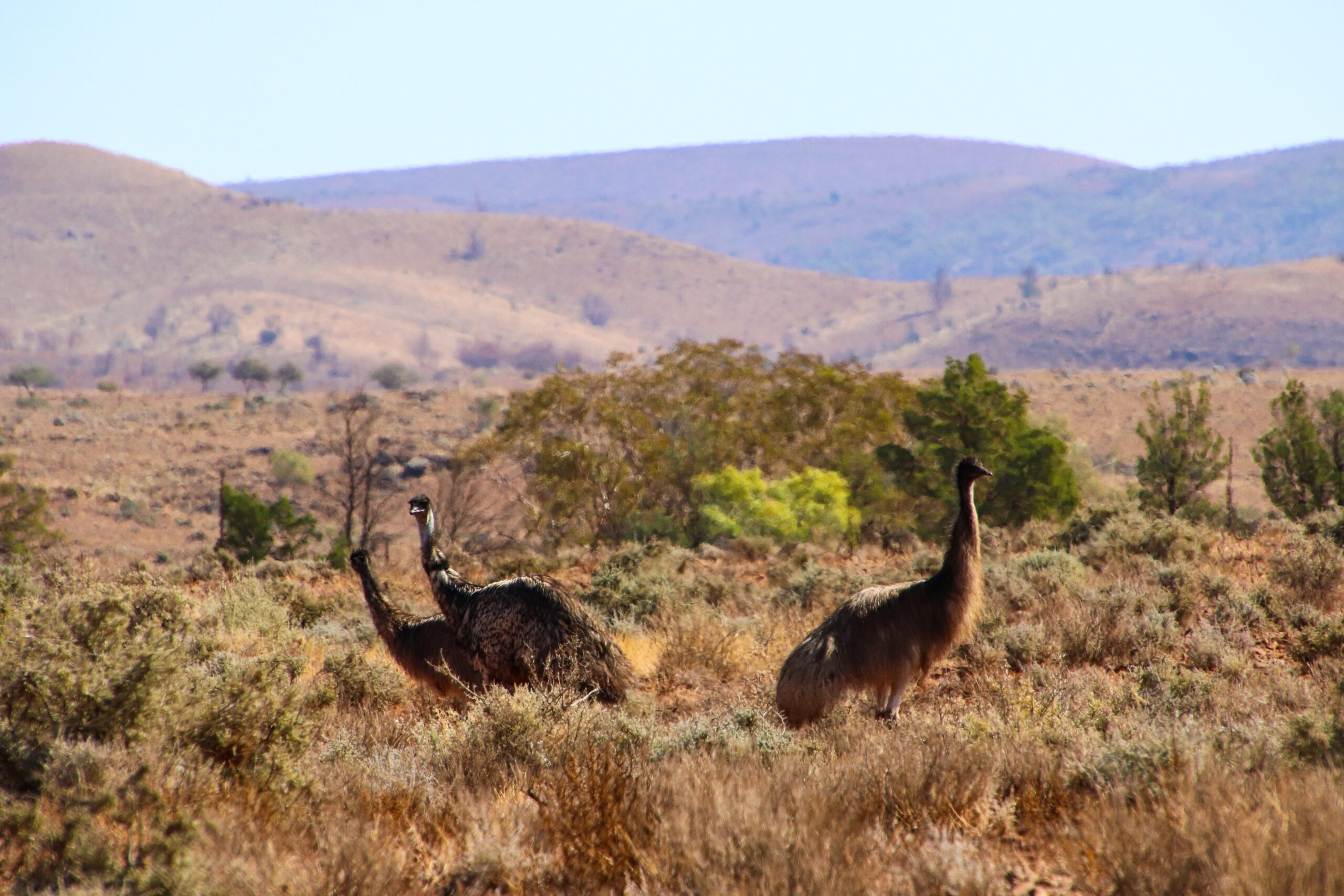 Emeus Flinders Ranges Australie