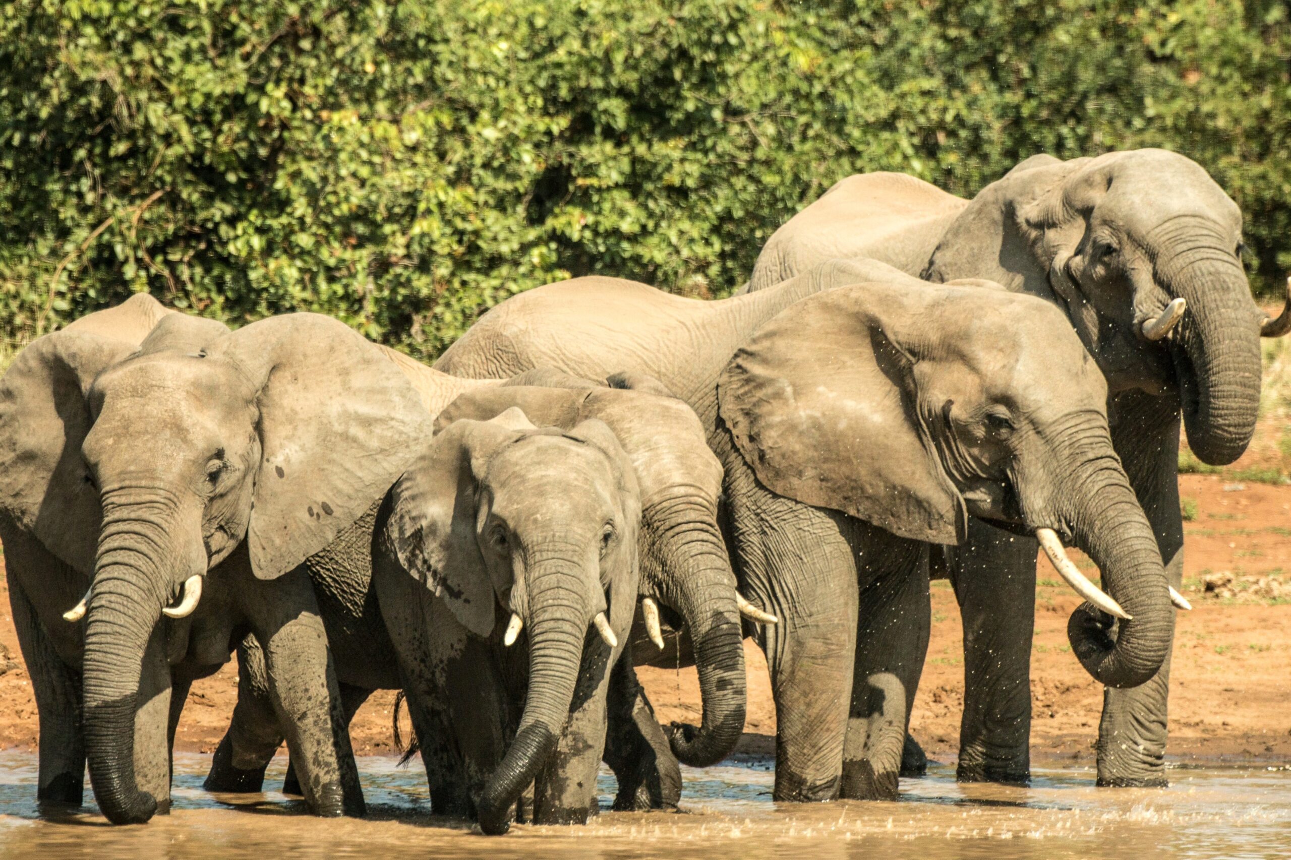 Elephants au Parc Timbavati Afrique du Sud