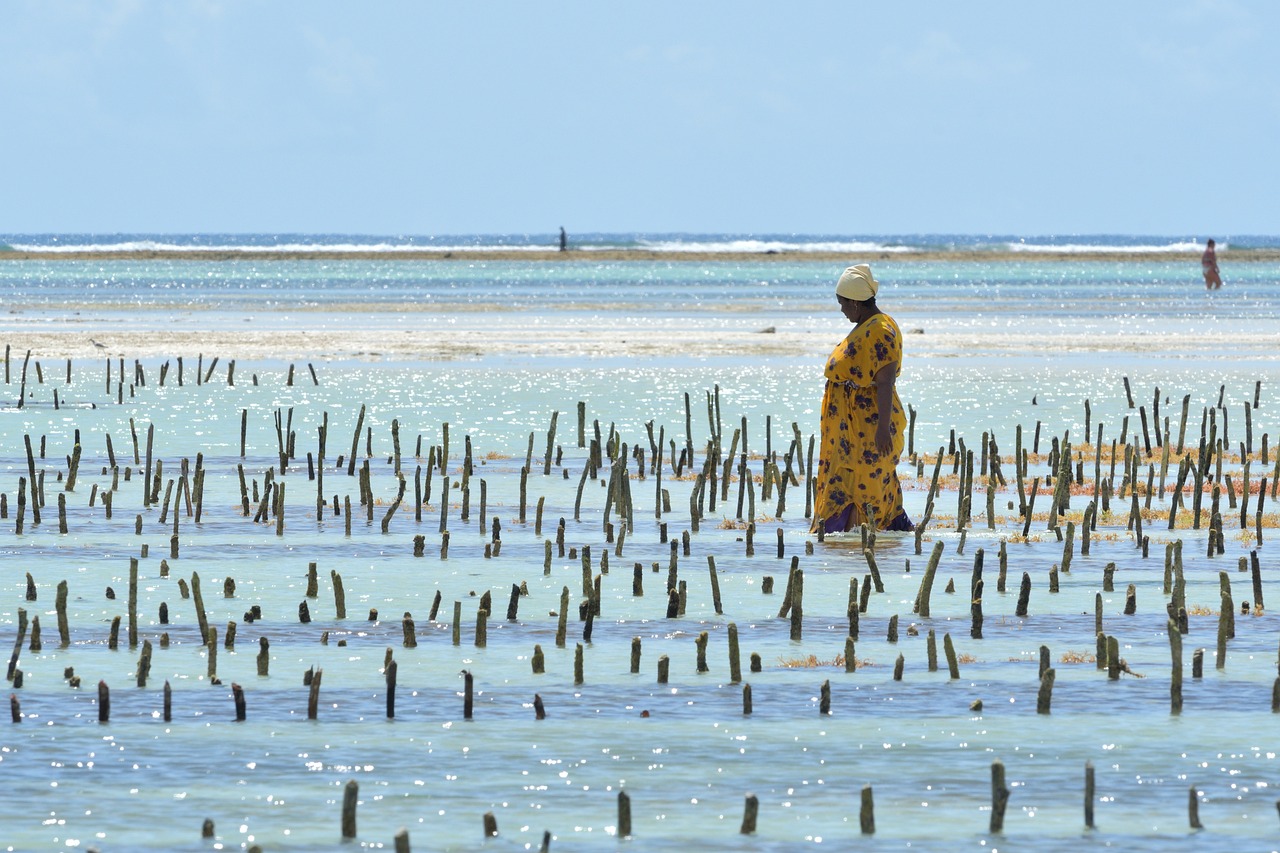 Femme dans les cultures d'algues de Zanzibar