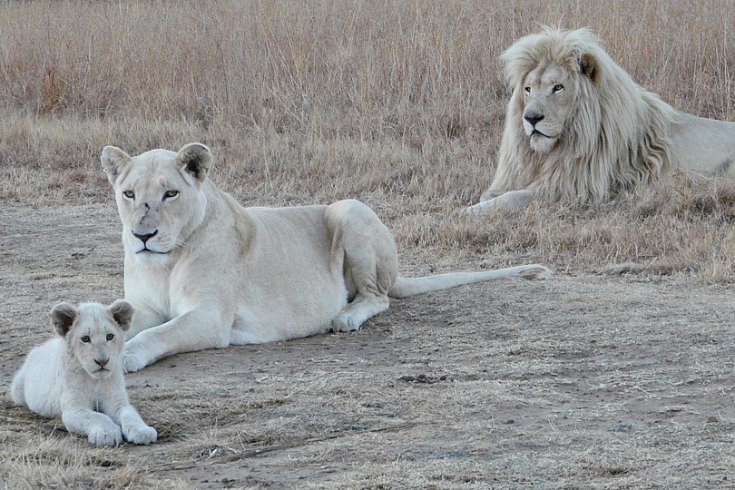 Famille de lions blancs Timbavati Afrique du Sud